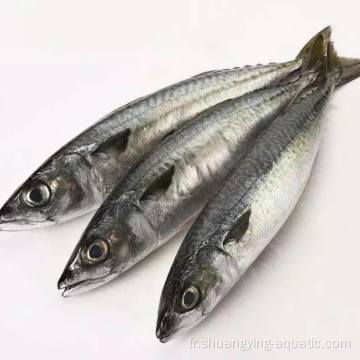 Frozen Pacific MacKerel 100-200 200-300G pour en gros